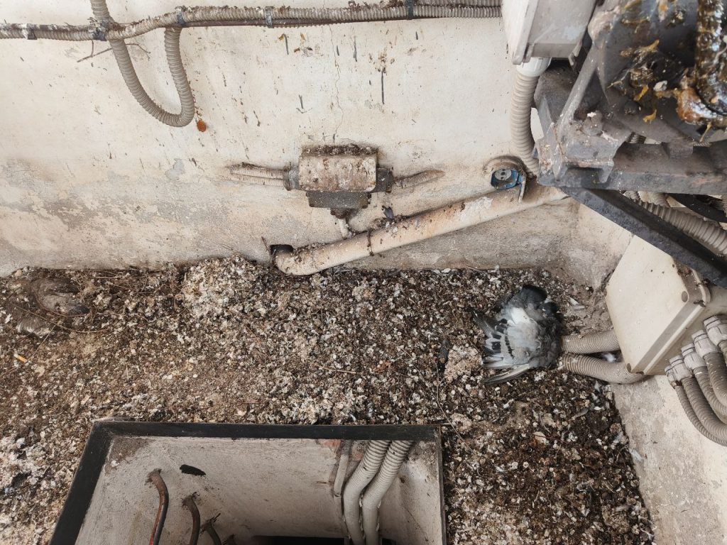 Chiesa Pavia vano campane completamente sporco di guano.