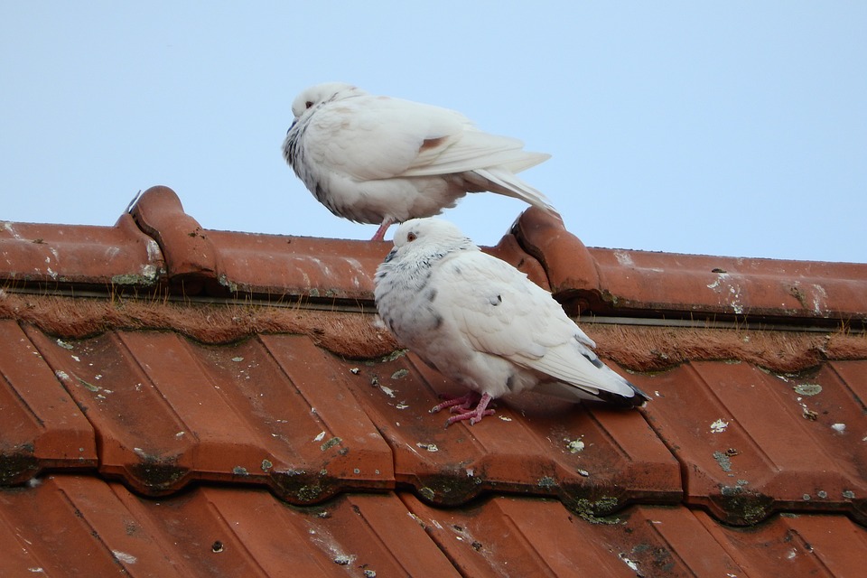 pigeons-2052092_960_720