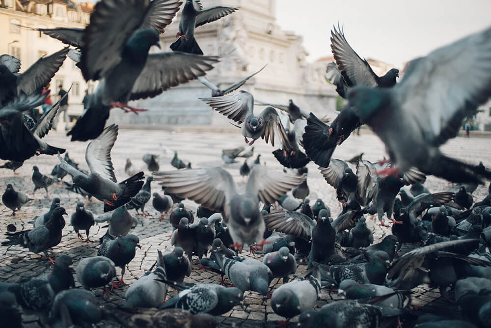 Come allontanare i piccioni da uno spazio privato?