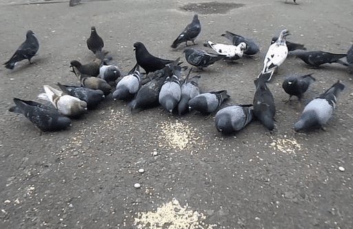 È possibile uccidere i piccioni?