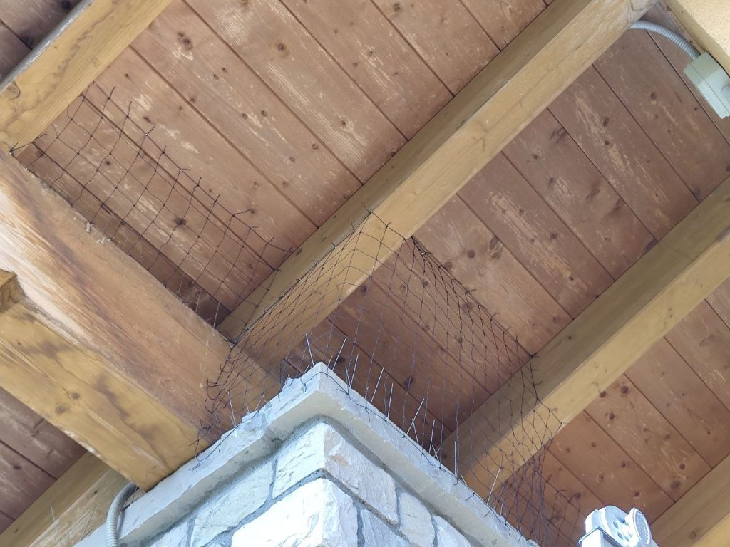 Capitello protetto dai piccioni con rete antipiccione