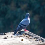 Si vede un piccione sul bordo di un tetto