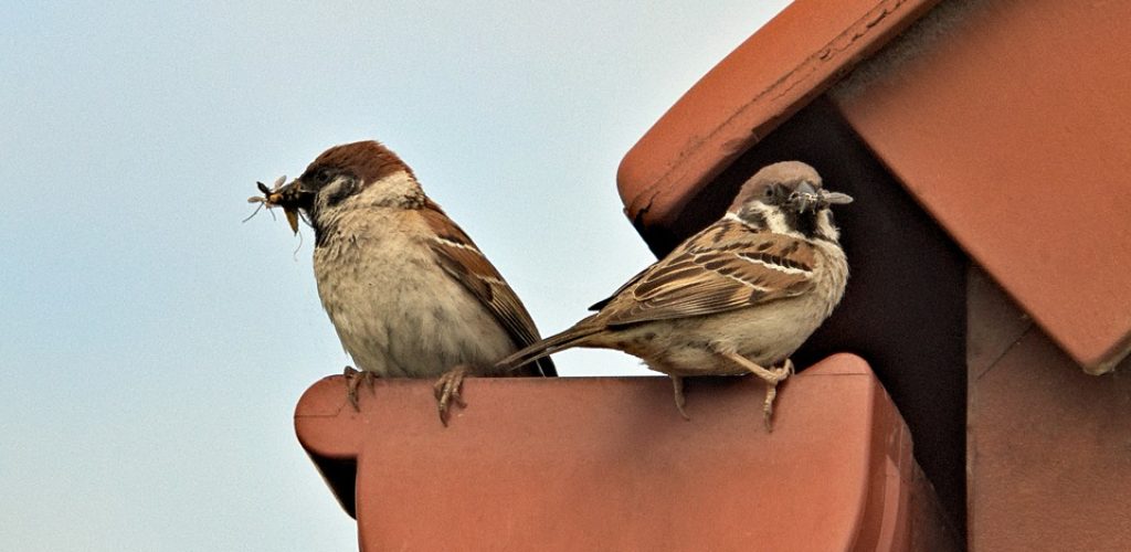 sparrows-2426763_960_720